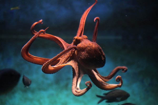 Kraken 19 at