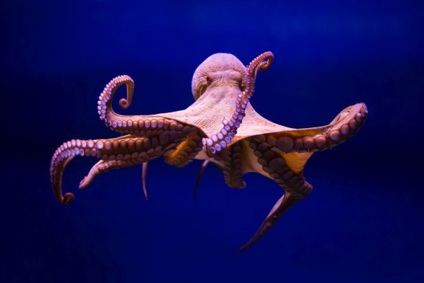Www kraken 20at net
