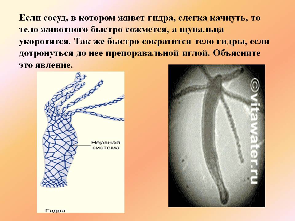 Как попасть на сайт кракен